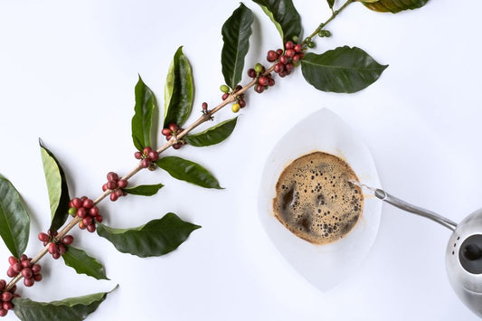 What’s so special about speciality coffee?