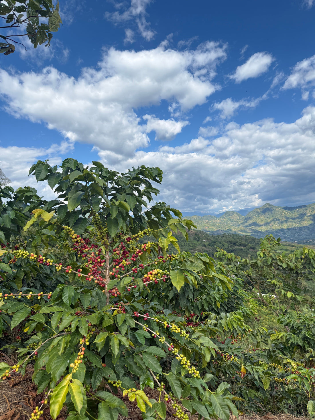 Origin Visit Colombia