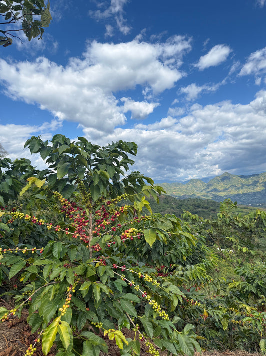 Origin Visit Colombia